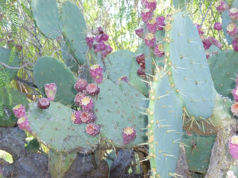 Cacti in the Park