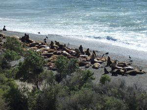 Sea Lions on the Península Valdés