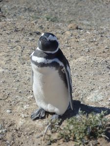 Magellan Penguins3