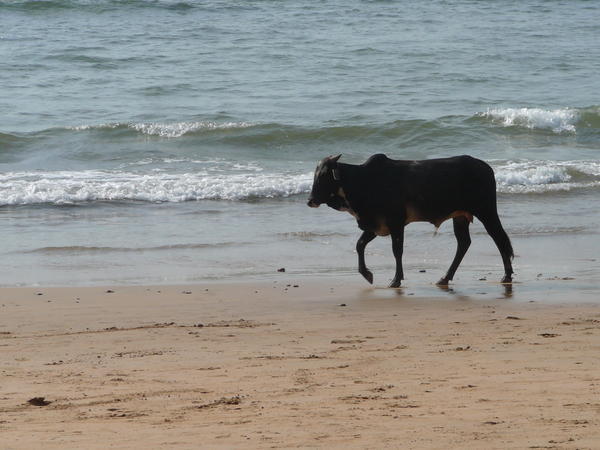 Cow on Beach, Goa