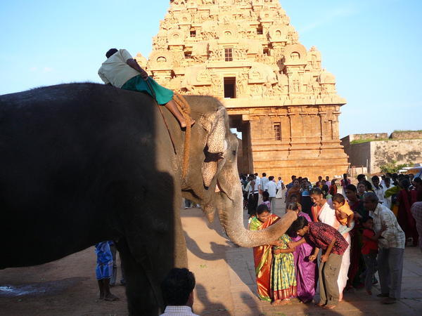 Temple Elephant, Thanjavur
