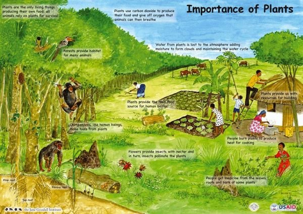 Importance of Plants Poster