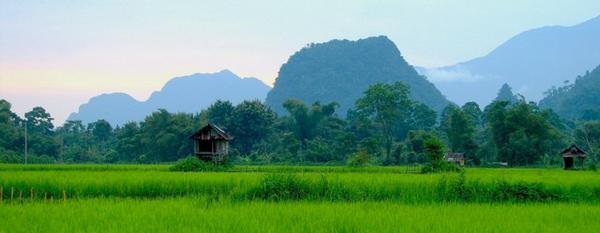 Rice Fields Amidst the Karst Mountains