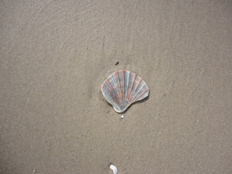 A shell on Brighton beach, Adelaide