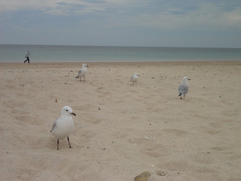 Seagulls on Brighton beach, Adelaide