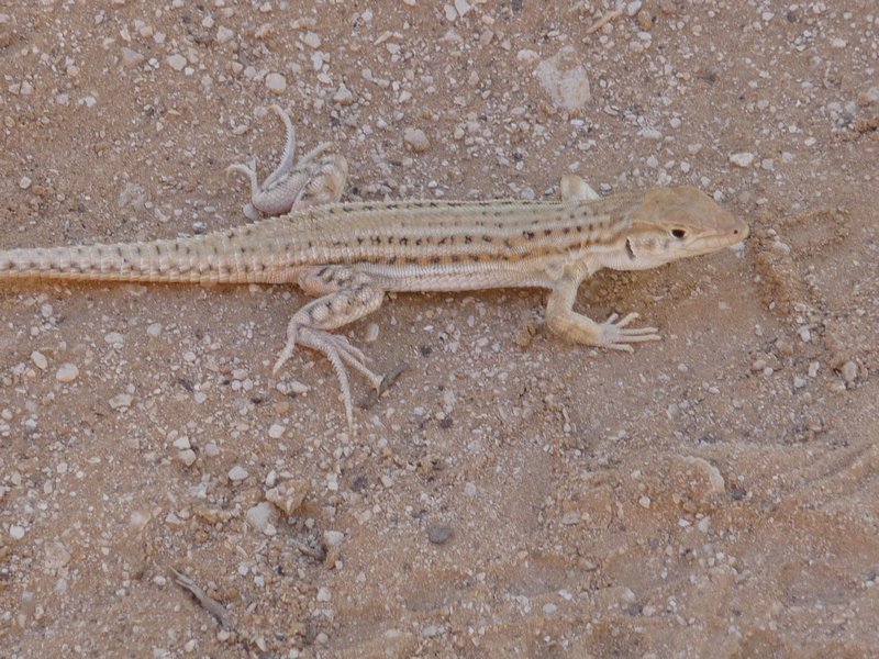 Lizard in the Nature Park