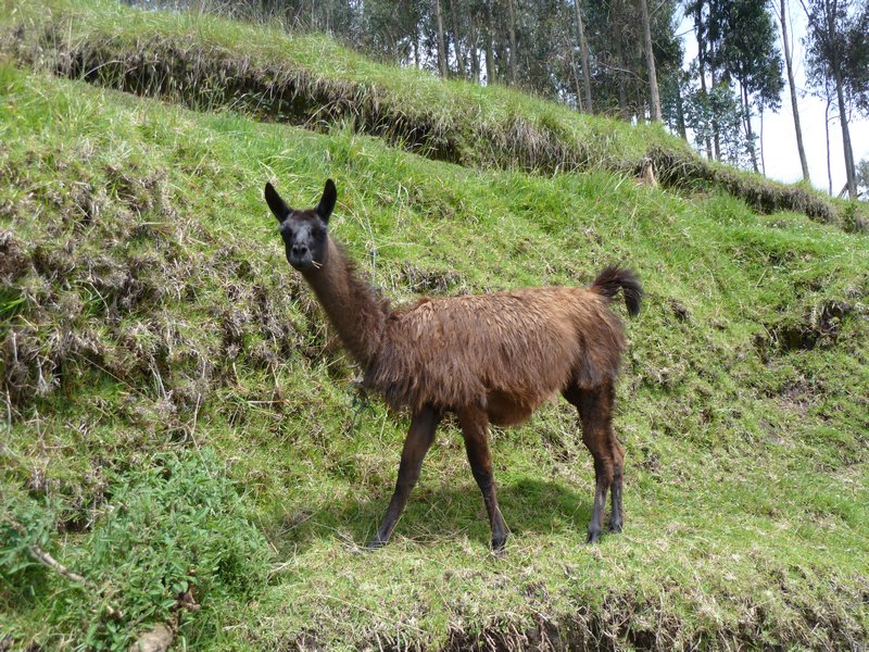 My first Lama in Ecuador