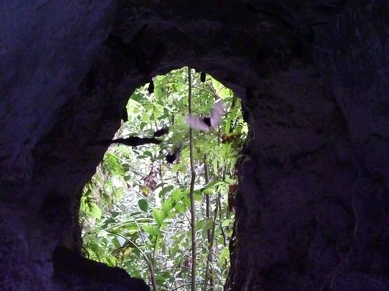 view out of the bats cave