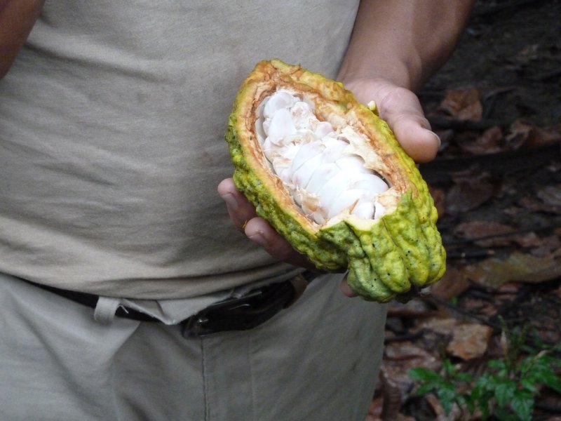 A freshly opened kakao fruit