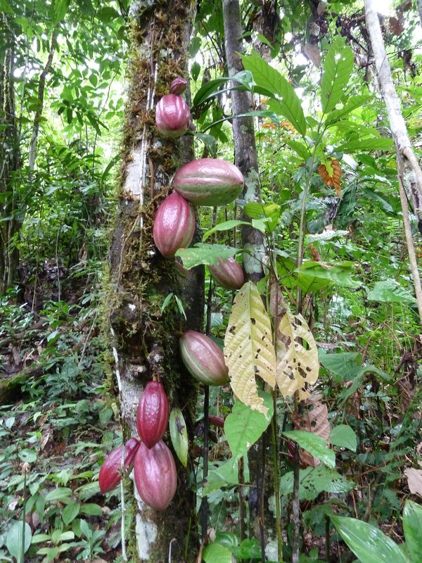 Kakao tree