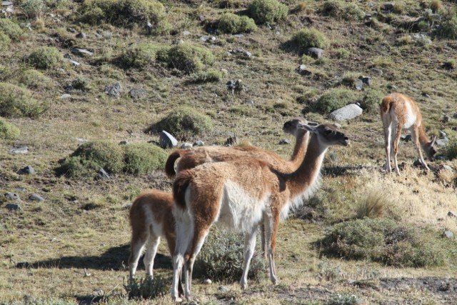 More llamas!