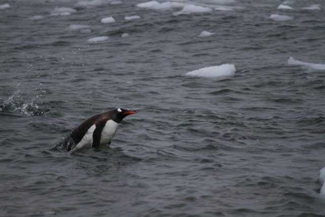 Penguin popper