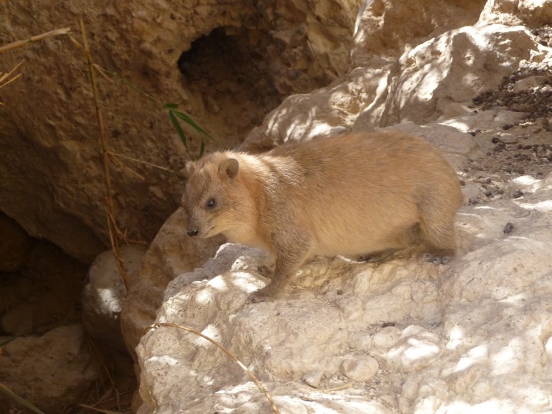 another Hyrax!