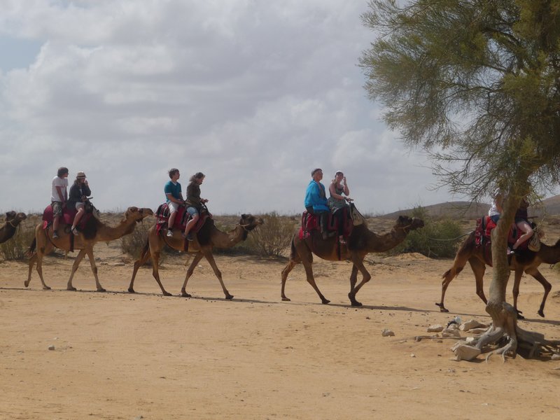 A camel train arrives