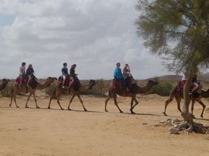 A camel train arrives