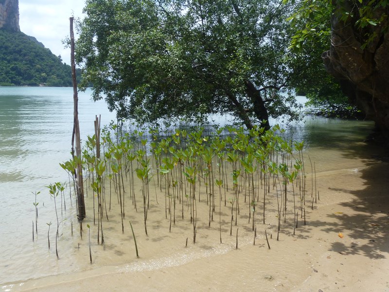 mangroves cultivation