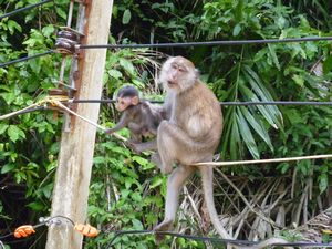 The cheeky Ton Sai monkeys