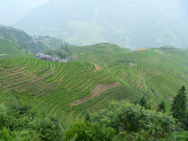 The Dragon Backbone Rice Terraces 