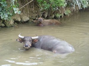 water buffalo and baby