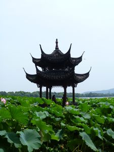 Water lilies in Hangzhou
