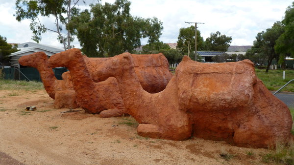 Camels at the Alice Springs station