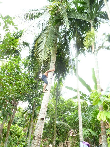 Muhadir climbing his coconut tree