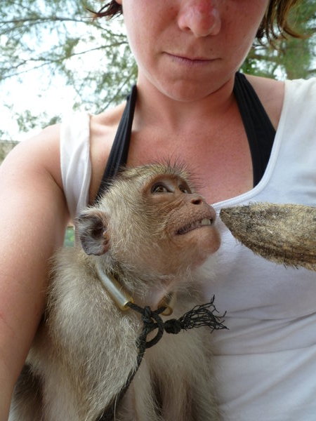 pet monkey on the island
