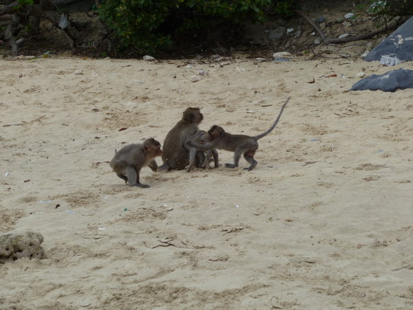 Attacking monkeys on Monkey island