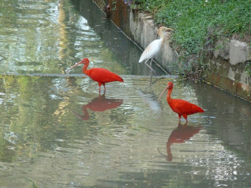 Flamingos in the Bird Park 