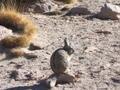 Rare chinchilla relative, the viscacha