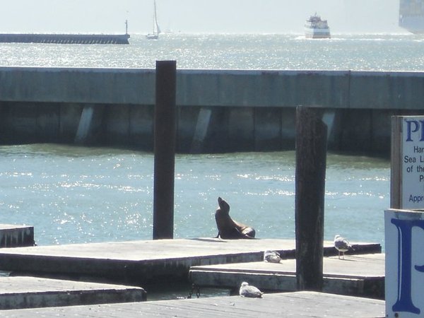 A sealion on Pier 39