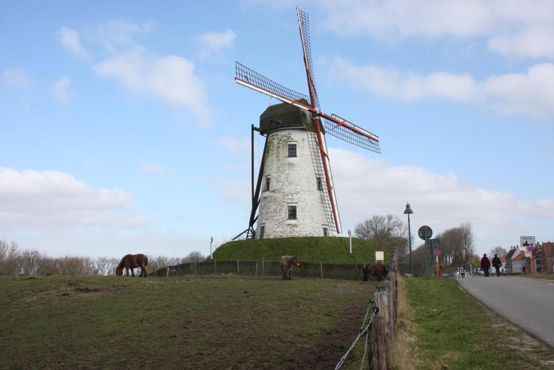 Windmill and horses!