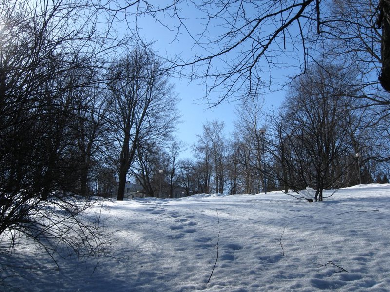 Park with Snow