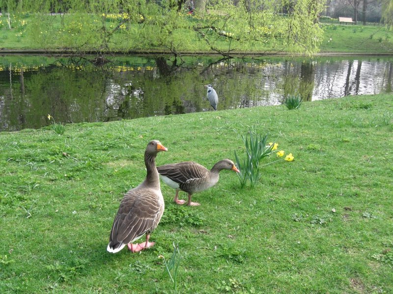 Geese - Regent's Parks