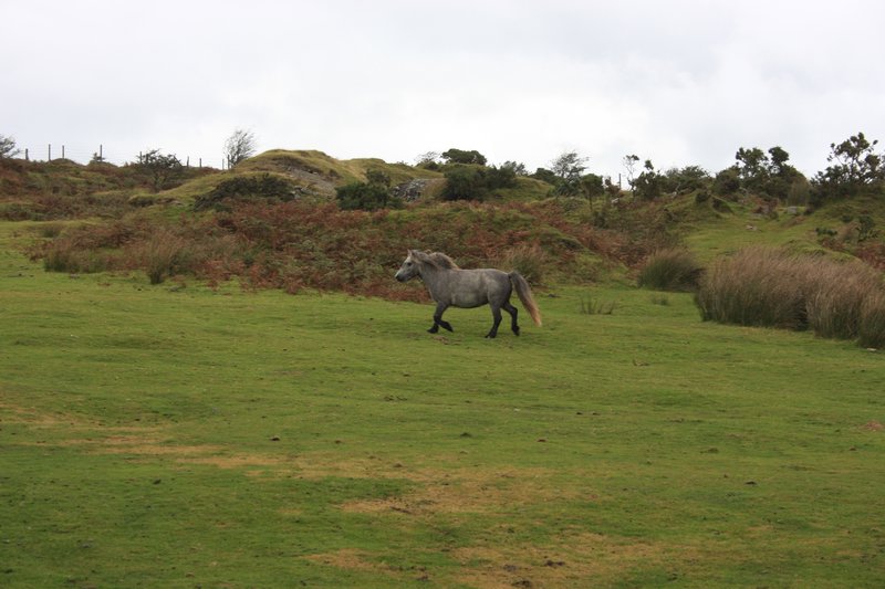 Bodmin Moor Pony