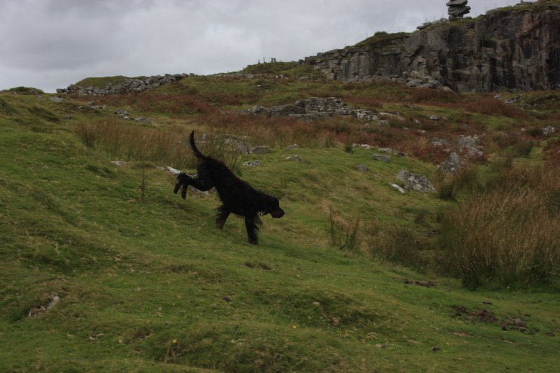 The Hound of Stowes Hill! Bodmin Moor.