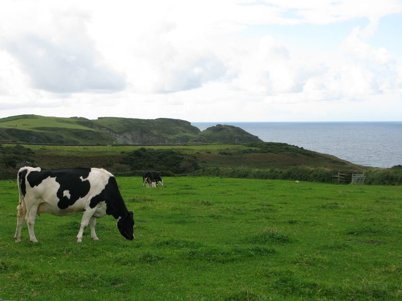 Cornish cows!