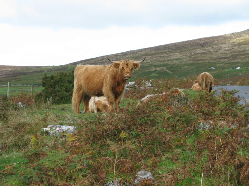 Cool hairy cow! Dartmoor