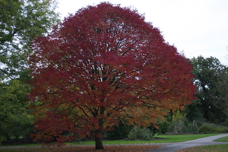 Autumn colours, Kew Gardens