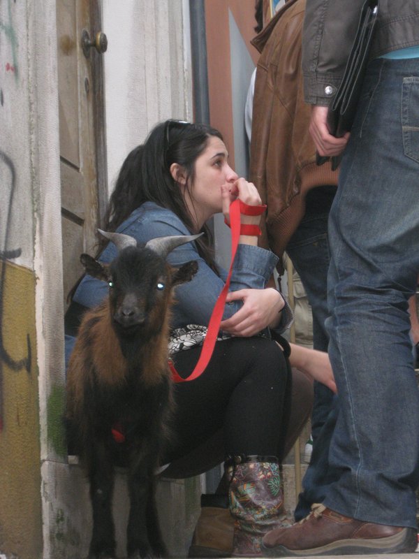 poor goat