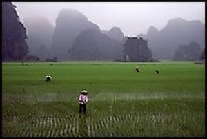 rice fields near han oi 