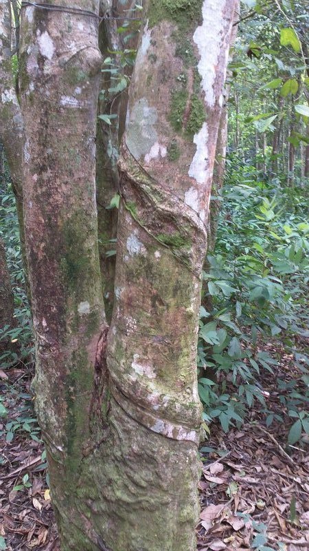 rubber tree