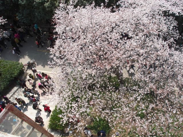 Yep you guessed it, even more Cherry Blossoms
