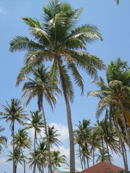 Palm trees, Half Moon Caye