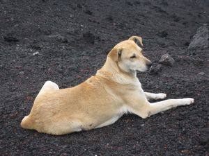 'Pacaya volcano dog' (1 of 133)
