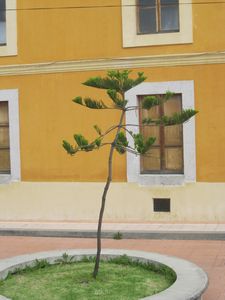Serviceable small green tree, Xela