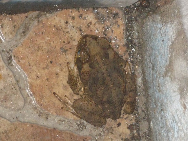 Toad at La Piscina
