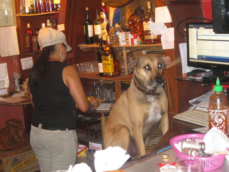 Hilarious dog at Buddha Bar, San Pedro