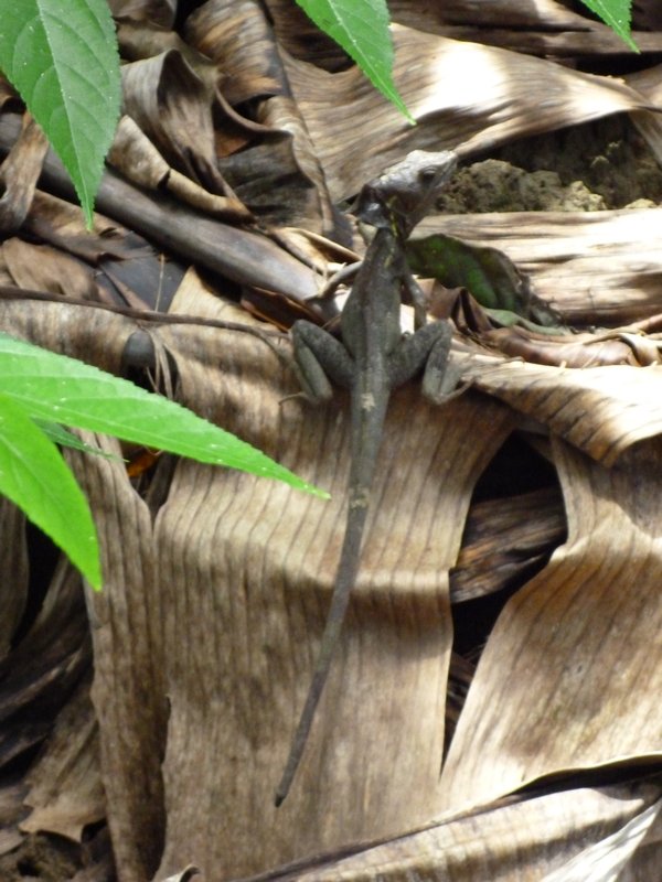 What we believed was a crested dragon lizard, Punta Uva