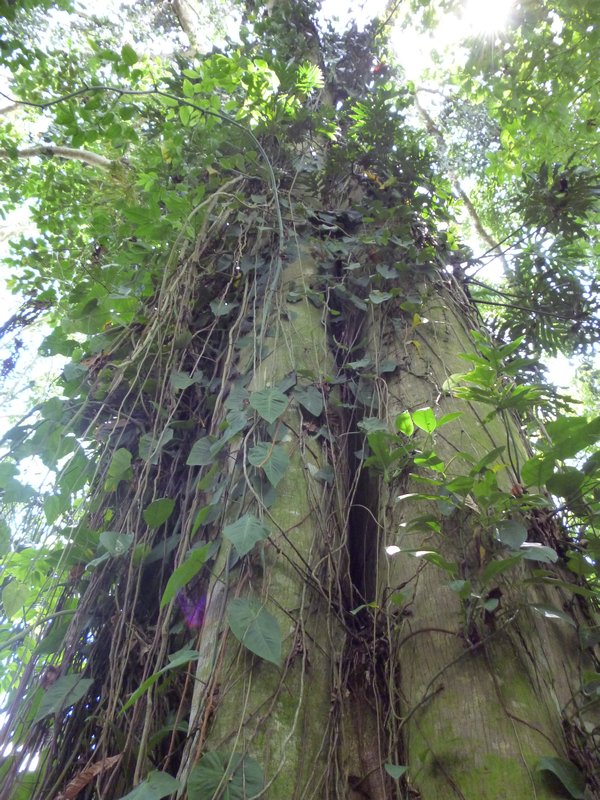 Another striking shot of the Big Tree of Punta Uva